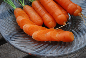 Carrot Varieties—‘Babette’, a “Mini” Variety Suitable for Growing in Containers and Heavy or Rocky Soil