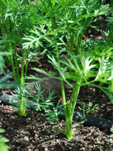 Growing Carrots—‘Yaya’