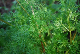 Delfino Coriander has Lacy Foliage Ladybugs Love