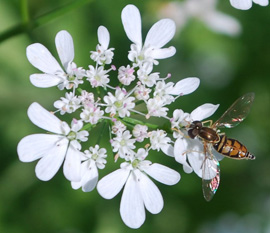Syrphid Fly on Flowering Cilantro (Coriander)