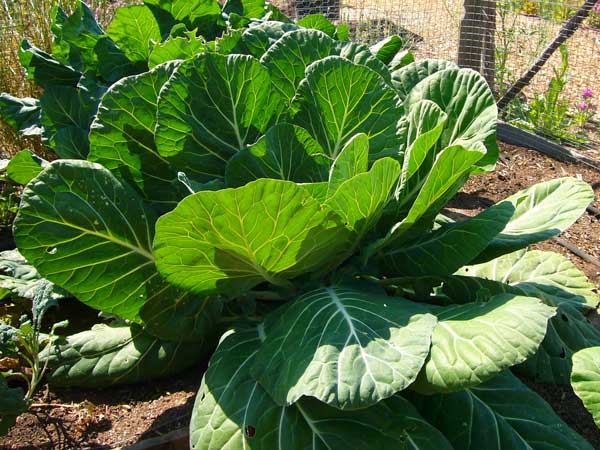 Fall Vegetables Vs Summer Vegetables