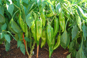 Hot Pepper Varieties—‘Big Jim’