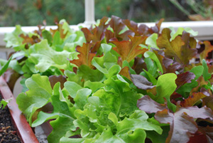 Growing Red and Green Oakleaf Lettuce in a Salad Table