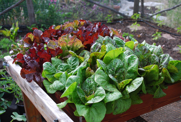 Different Types Of Lettuce Chart