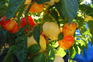 Growing Peppers—'Alma' Paprika 2