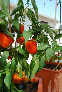 Growing Peppers—'Gourmet' Orange Bell Pepper