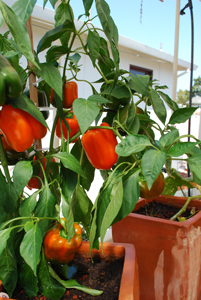 Growing Peppers—'Growing Peppers—'Gourmet' Orange Bell Pepper 2