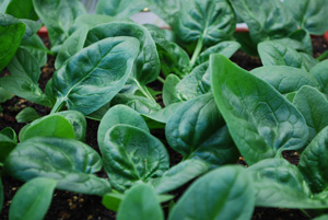 Growing Spinach—‘Catalina’