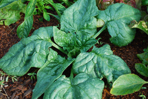 Growing Spinach—‘Space’