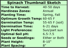 Growing Spinach Thumbnail Sketch
