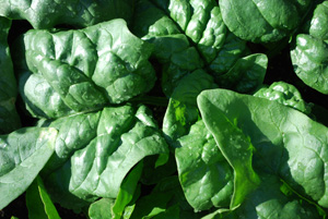 Spinach Varieties—‘Regiment’