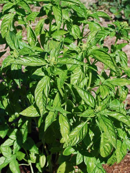 Harvesting Basil, How to Harvest Basil - Grow-it-Organically