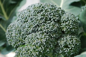 Harvesting Broccoli Closeup
