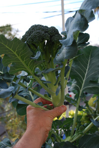 Harvesting Broccoli—'Diplomat' 3