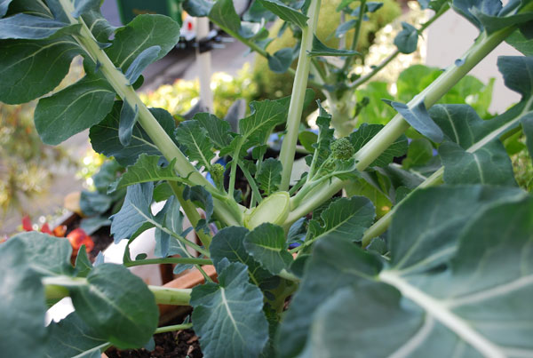 Harvesting Broccoli—'Diplomat' 4