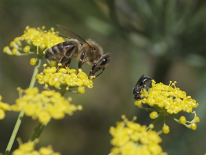 Honeybee and Parasitoid Wasp on Dill Flowers