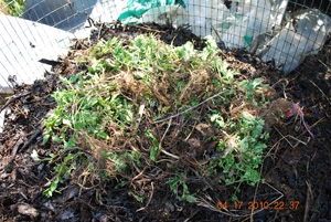 Spearmint Leaves and Runners in the Middle of a Hot Compost Pile