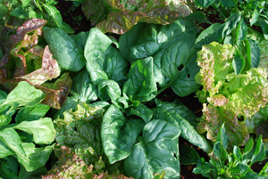 Chiles Interplanted with Spinach and Lettuce