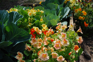 Nasturtiums Interplanted with Cabbage—Nasturtiums Act as a Trap Crop, Drawing Aphids Away from Cabbages