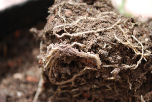 Closeup of Inoculated Roots of Jalapeno
