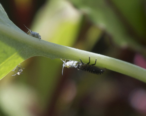 Ladybug Larva Dining on Aphids</em>