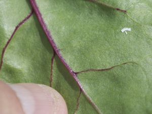 Leaf Miner Eggs