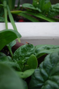 Soldier Beetle on Container Spinach