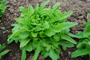 Lettuce Varieties—‘Green Leaf’, Student Garden, Stanford University