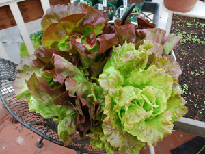 Harvesting Lettuce