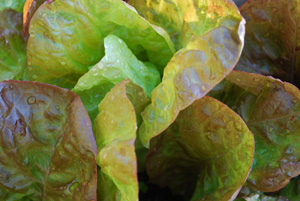 Growing Lettuce—‘Merveille des Quatre Saisons’, a.k.a ‘Continuity’