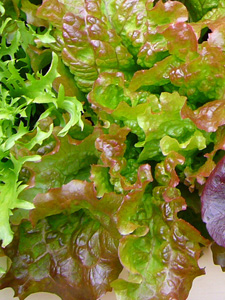 Lettuce Varieties—‘Red Sails’ in a Window Box
