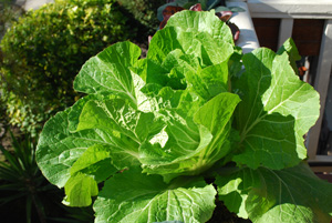 'Chinese (Napa) Cabbage 'Rubicon' Growing in a Window Box 1