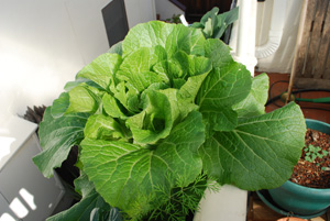 'Chinese (Napa) Cabbage 'Rubicon' Growing in a Window Box 3