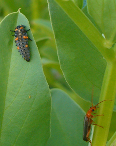 Aphid’s Worst Nightmare:  Ladybug Larva and Soldier Beetle