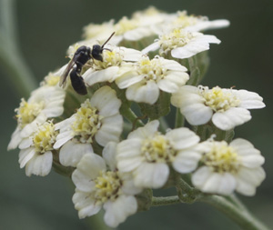 Parasitic Wasp on Achillea