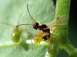 Parasitoid Laying Egg in Tarnished Plant Bug Nymph…Photo by Scott Bauer