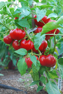 Pepper Variety 'Alma Paprika' 3