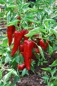 'Carmen' Bull's Horn (Corno di Toro) Pepper