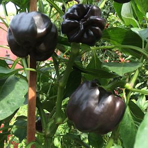 Pepper Varieties-'Chocolate Bell'