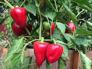 'Pequillo'('Little Beaks') Pimiento Peppers