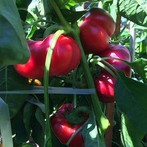 'Sheepnose' Cheese Stuffing Peppers