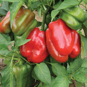 'Staddon's Select' Red Bell Peppers are early and prolific even in cool-summer gardens.