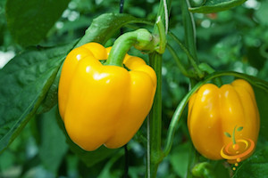 Pepper Varieties-'Sun Bright'