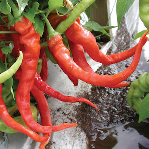 'Italian Pepperoncini' Heirloom Pickling Peppers