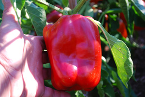 Pepper Variety 'Vidi' 1, Hand for Scale