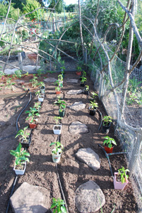 Planting Peppers—Setting Out Plants