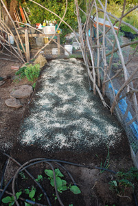 The Jackson Pollack Part: Greensand, Soft Phosphate, and Oyster Shell Flour Added