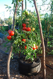 ‘Carmello’ Heirloom Tomato in a 10-gallon Smart Pot