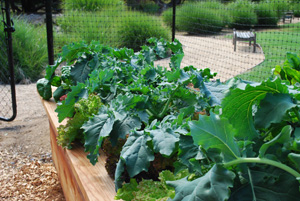 Raised Bed Vegetable Garden