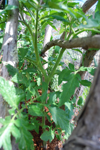 Tomatoes Growing Through a Redwood Branch Trellis 2